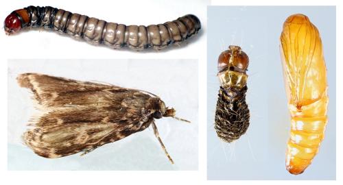 Réf. 306 086 : Aglossa caprealis